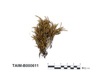 藏品(偏葉白齒苔)的圖片